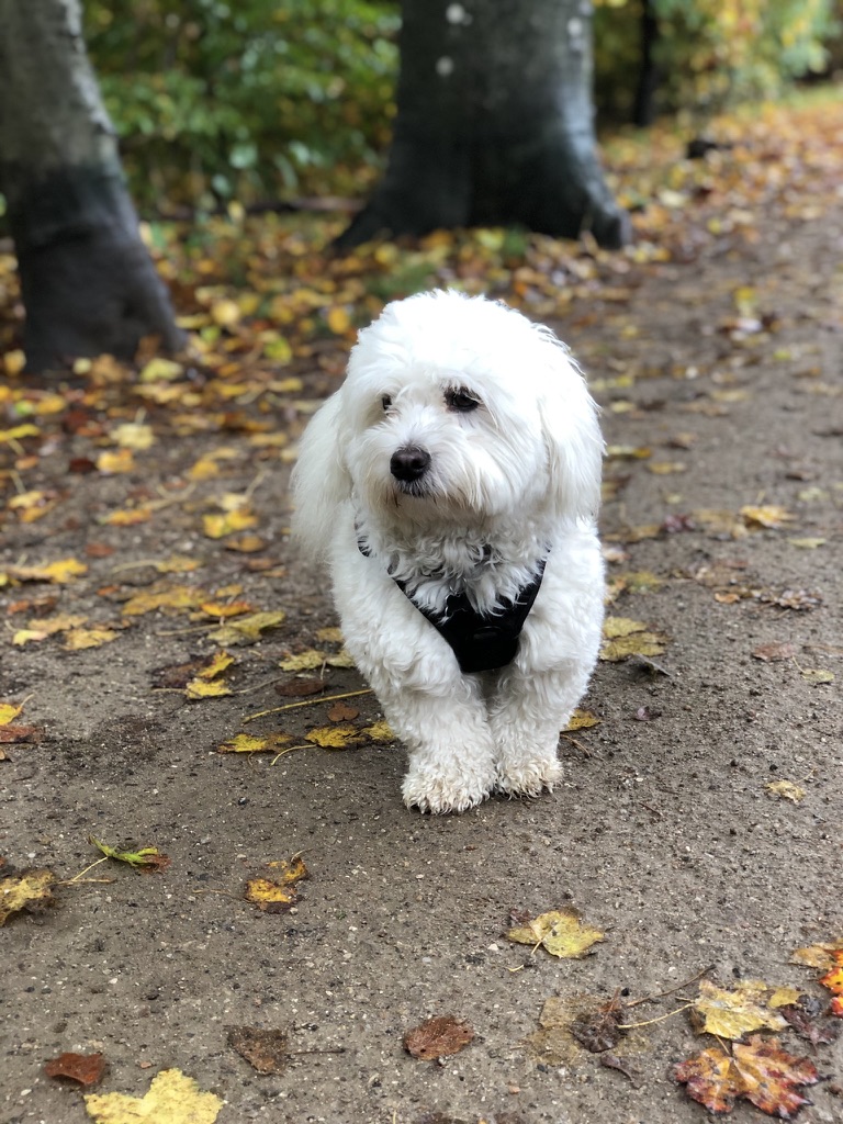 Find en delehund eller delefamilie hos LuckyDogs