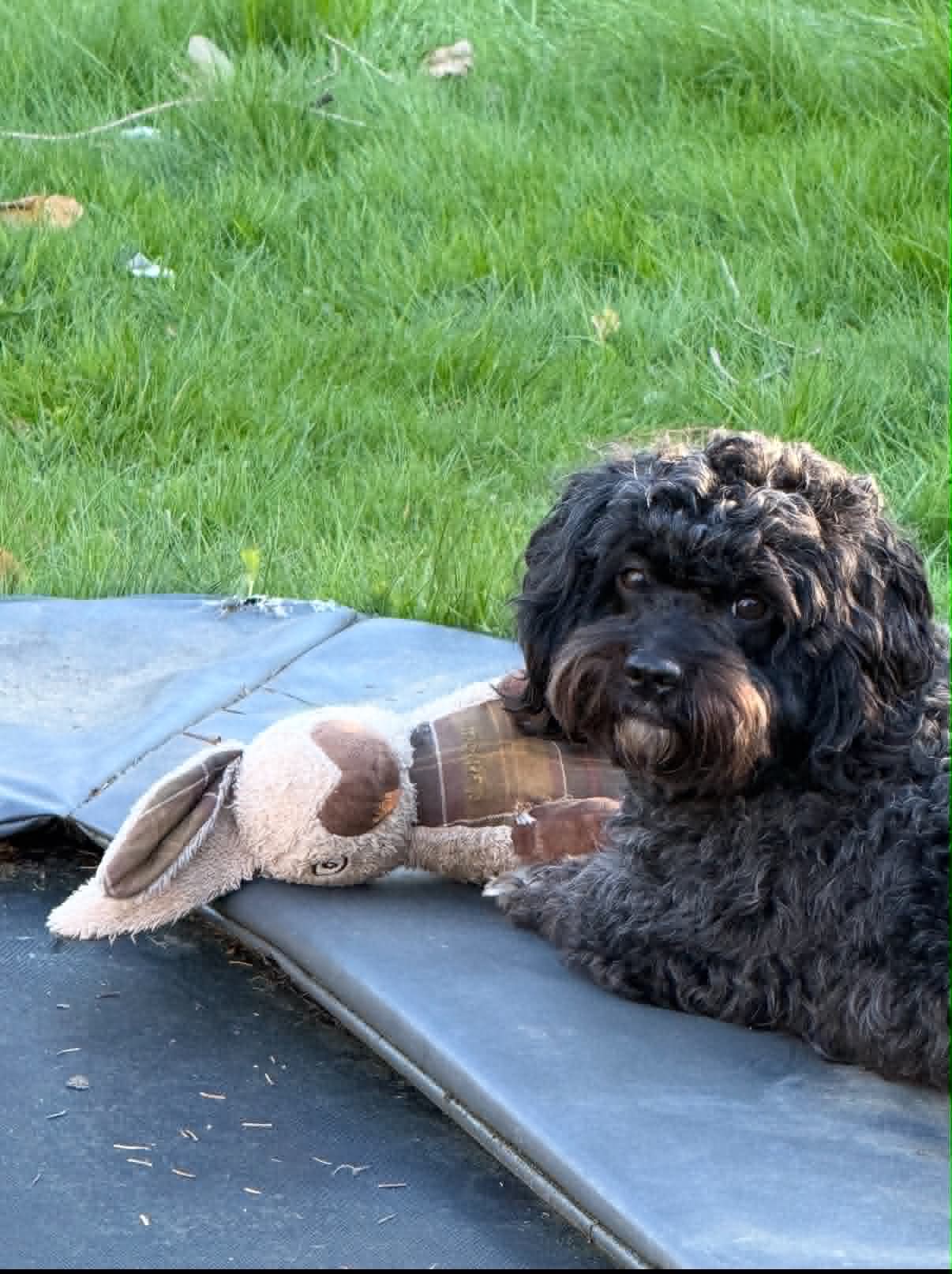 Delehunden Ellie fik en ekstra familie.