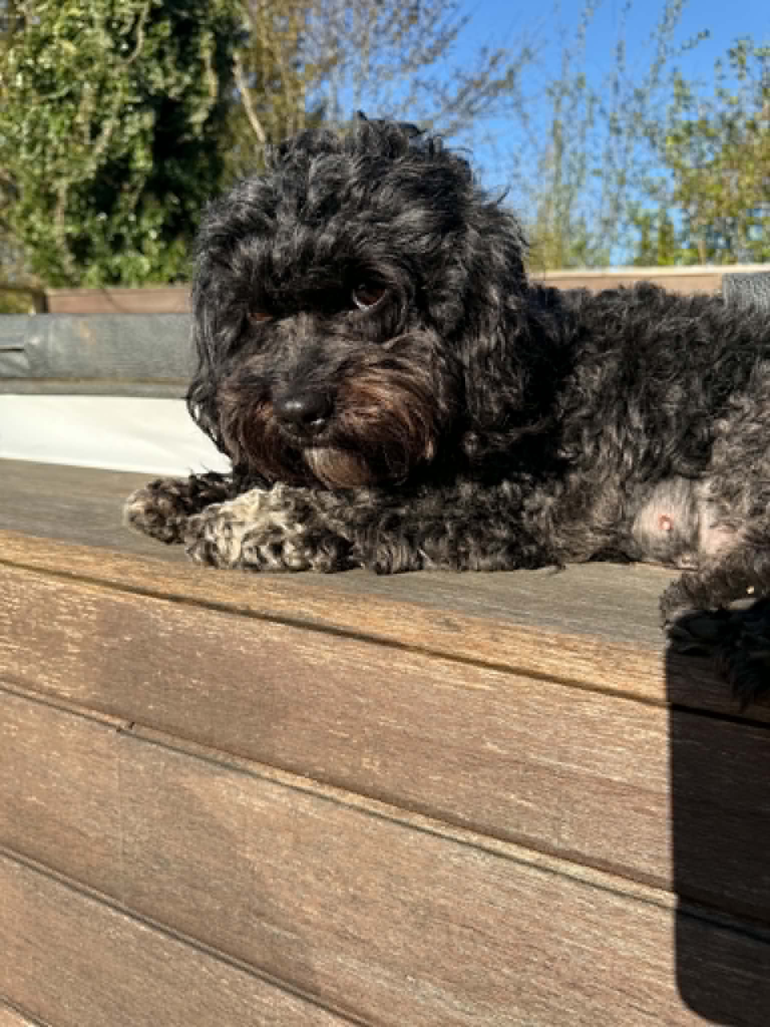 Delehund. Hunden Ellie fik to familier.